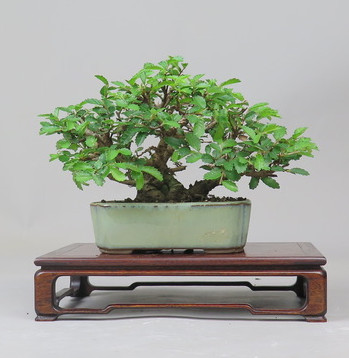 Bonsai de Celkova Nire