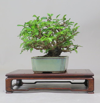 Bonsai de Celkova Nire