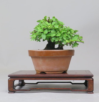 Bonsai de Celkova Nire