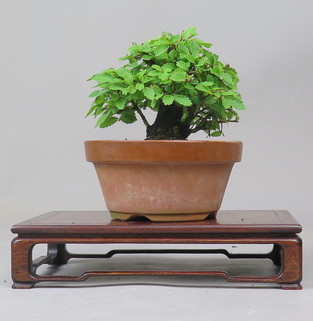 Bonsai de Celkova Nire