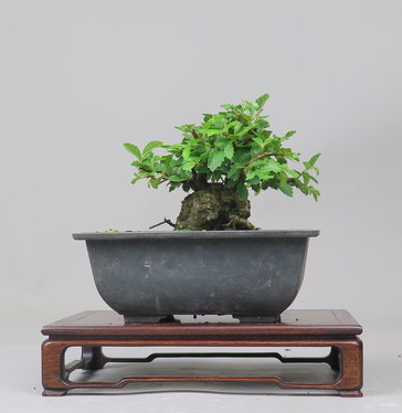 Bonsai de Celkova Nire