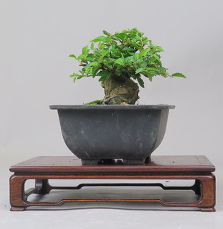 Bonsai de Celkova Nire