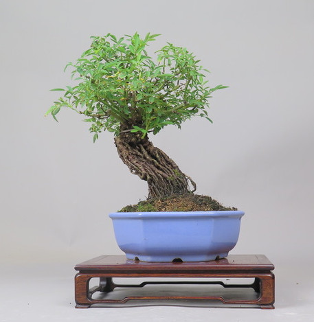 Bonsai de Rosa