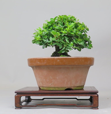 Bonsai de Mirto