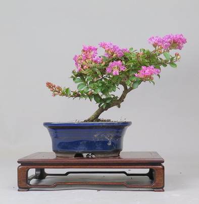 Bonsai de Lagerstroemia