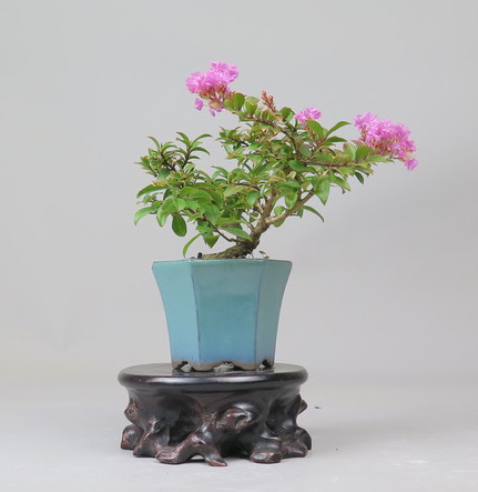 Bonsai de Lagerstroemia