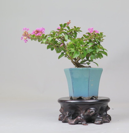 Bonsai de Lagerstroemia