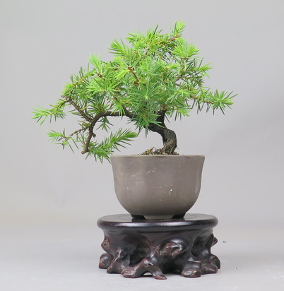 Bonsai de Juniperus rigida