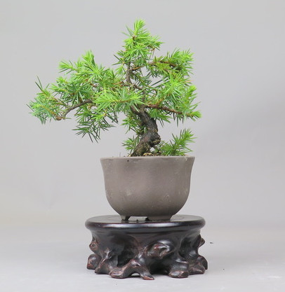 Bonsai de Juniperus rigida