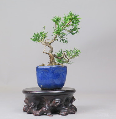 Bonsai de Juniperus chinensis