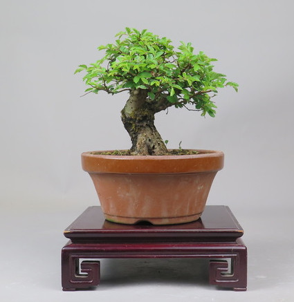 Bonsai de Celkova Nire
