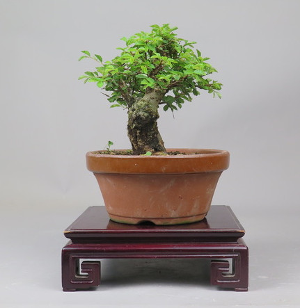 Bonsai de Celkova Nire
