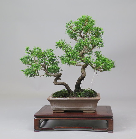 Bonsai de Juniperus chinensis