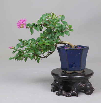 Bonsai de Lagerstroemia