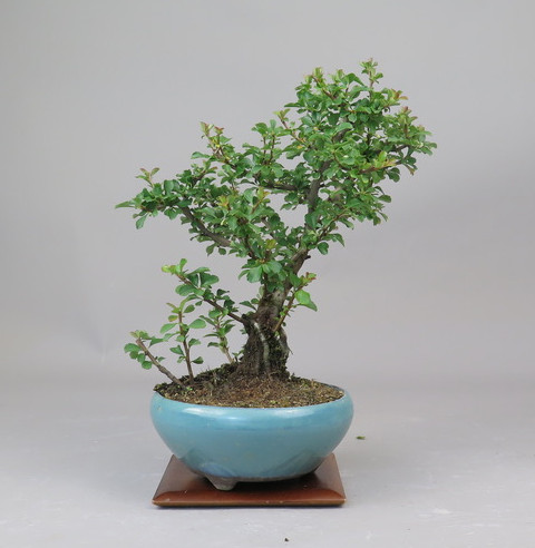 Bonsai de Chaenomeles
