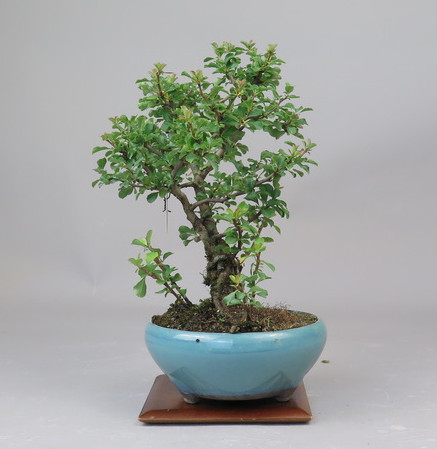 Bonsai de Chaenomeles