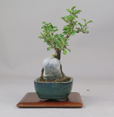 Bonsai de Chaenomeles