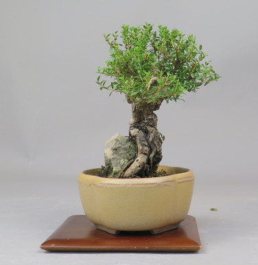 Bonsai de Mirto