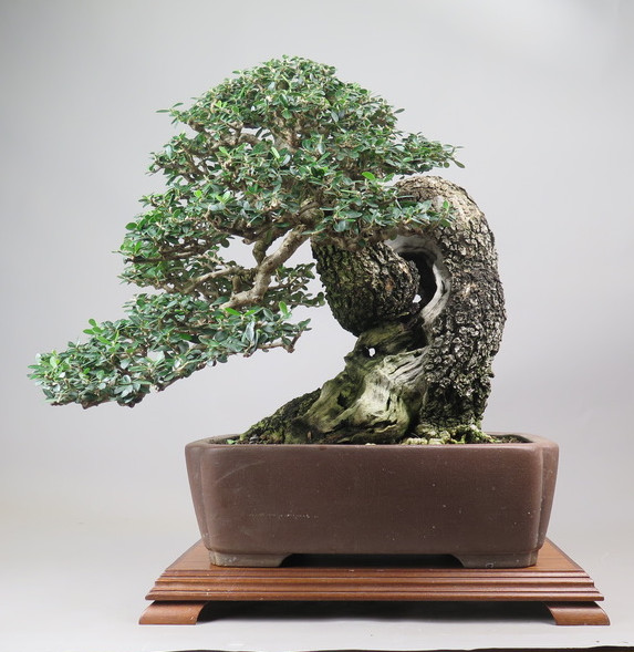 Bonsai de Olivo