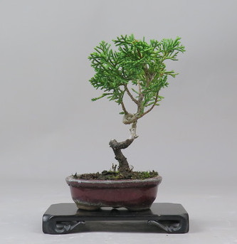 Bonsai de Juniperus chinensis