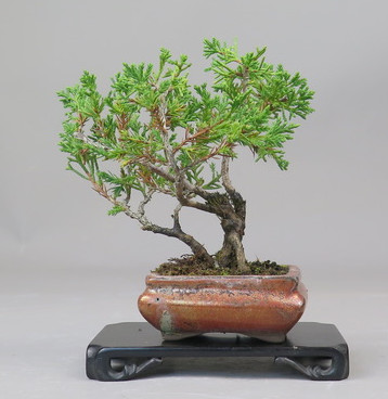 Bonsai de Juniperus chinensis