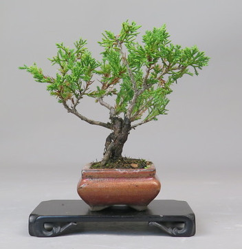 Bonsai de Juniperus chinensis
