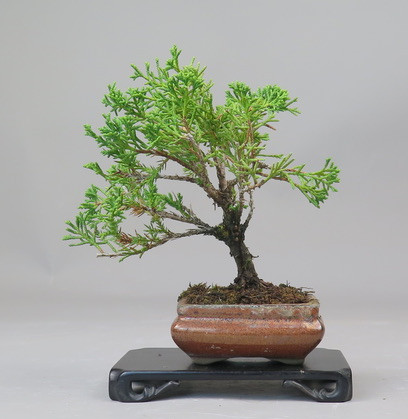 Bonsai de Juniperus chinensis