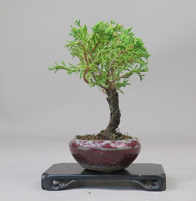 Bonsai de Juniperus chinensis