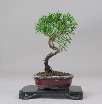 Bonsai de Juniperus chinensis