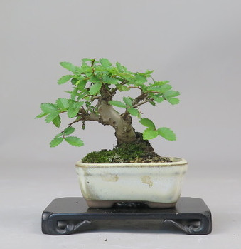 Bonsai de Celkova Nire