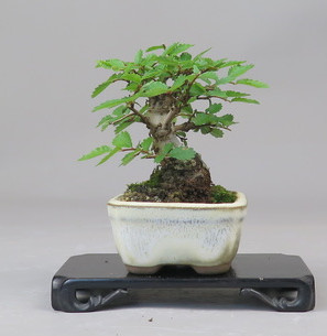 Bonsai de Celkova Nire