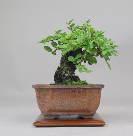 Bonsai de Celkova Nire