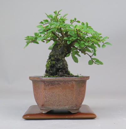 Bonsai de Celkova Nire