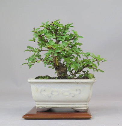Bonsai de Celkova Nire