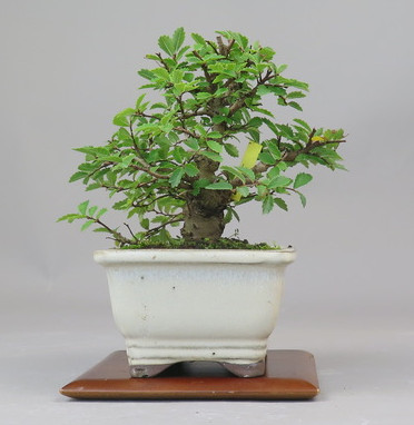 Bonsai de Celkova Nire