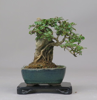 Bonsai de Lagerstroemia