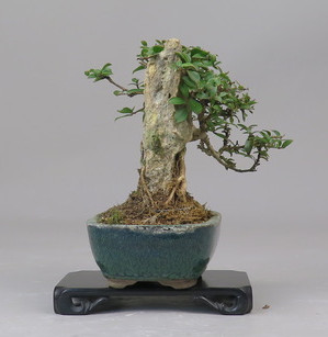 Bonsai de Lagerstroemia