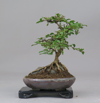 Bonsai de Lagerstroemia
