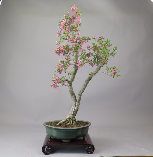 Bonsai de Malphigia