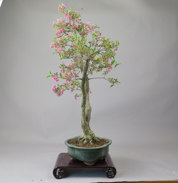 Bonsai de Malphigia